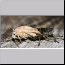 Rhaphigaster nebulosa - Graue Feldwanze - Wanzenschupf 02a.jpg